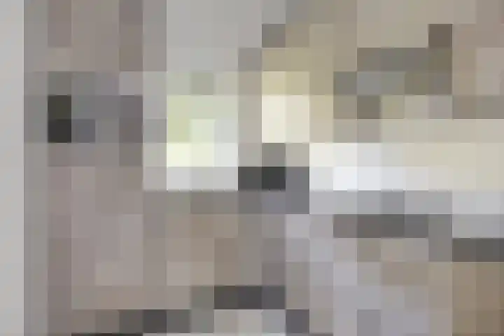 Pholas 5 Brouwershaven thumbnail 7