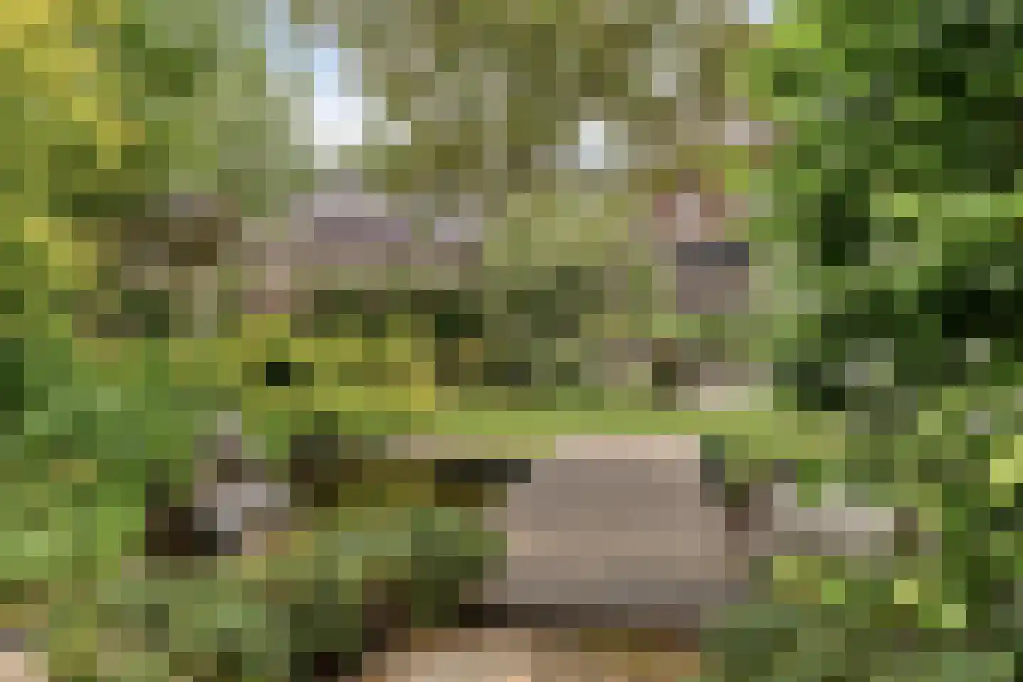 Piekenier 1 Lierop thumbnail 40