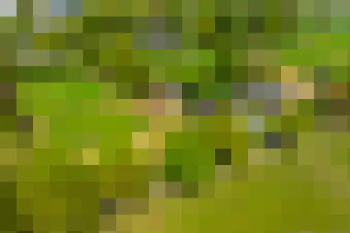 Piepersweg 12 Aalten thumbnail 6