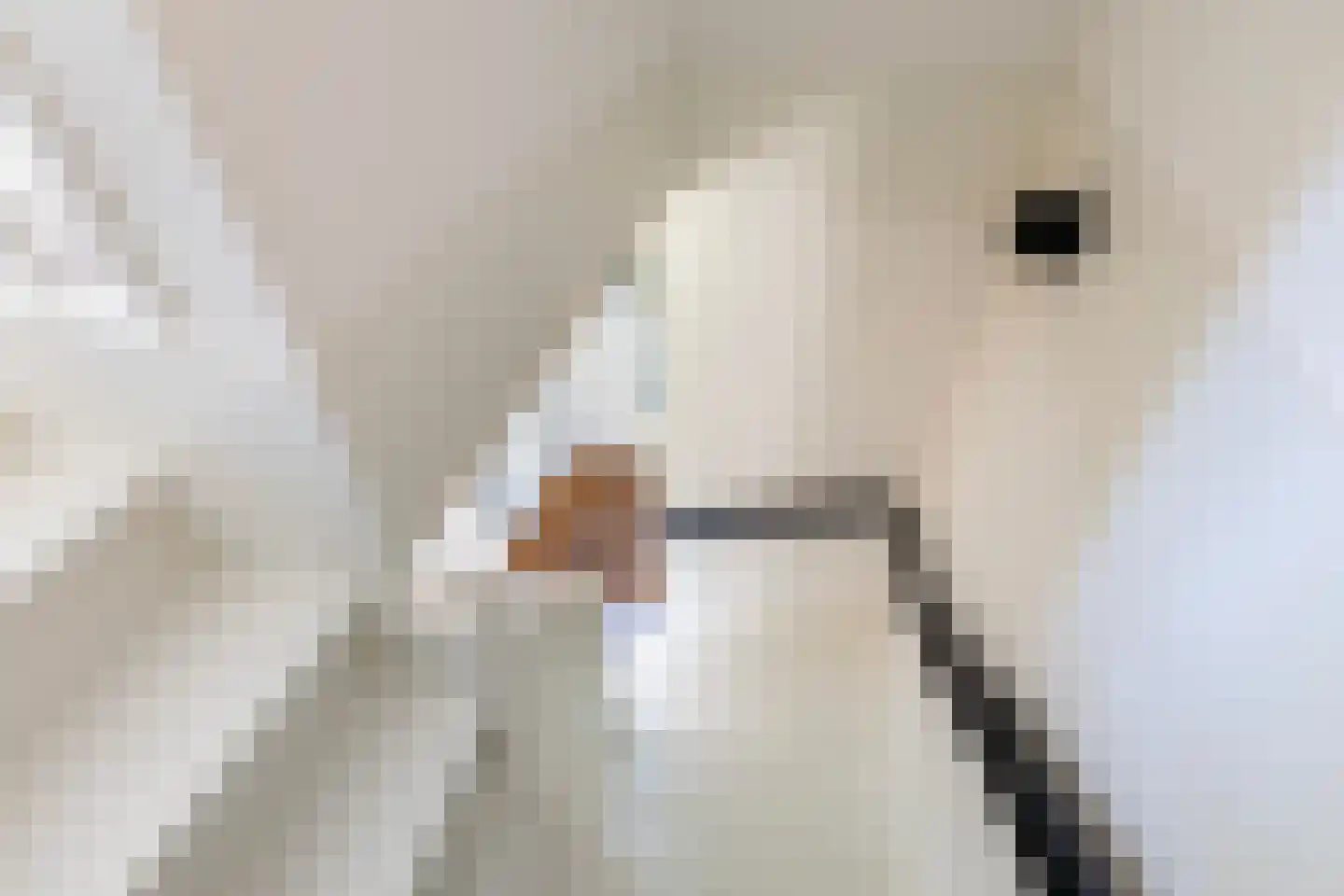 Pier Thomasstrjitte 2 Wytgaard thumbnail 24