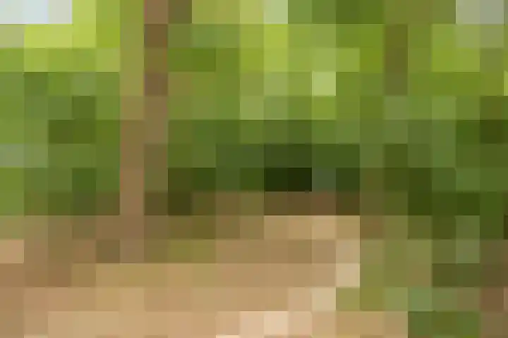 Pierestraat 11 Rucphen thumbnail 44