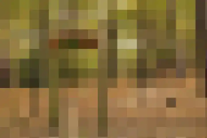 Pierestraat 5 A Rucphen thumbnail 58
