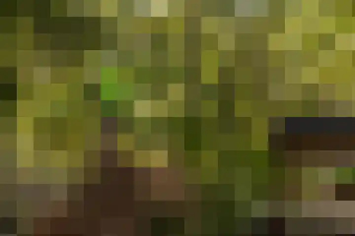 Pierestraat 5 A Rucphen thumbnail 61
