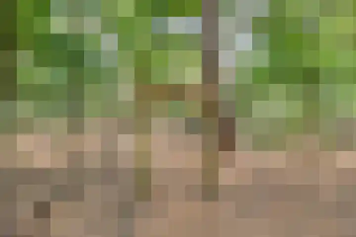 Pierestraat 5 B Rucphen thumbnail 60