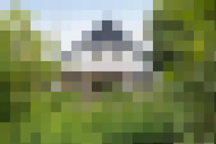 Pierikspad 1 Rossum thumbnail 34