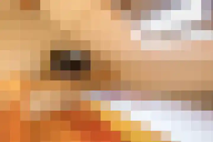 Piet Heinstraat 24 Schijndel thumbnail 14