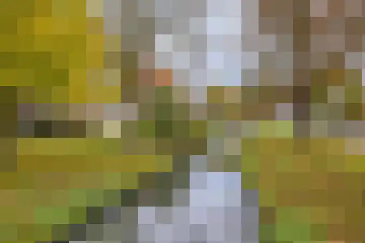 Piet Heinstraat 45 Boxmeer thumbnail 25