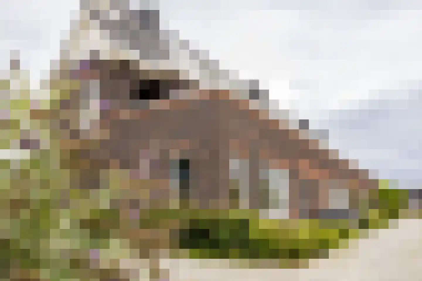 Piet Kramerzoom 123 Bergschenhoek thumbnail 35