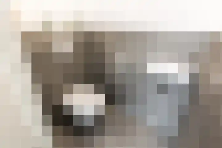 Piet Kramerzoom 141 Bergschenhoek thumbnail 9