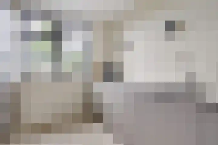 Piet Kramerzoom 49 Bergschenhoek thumbnail 12