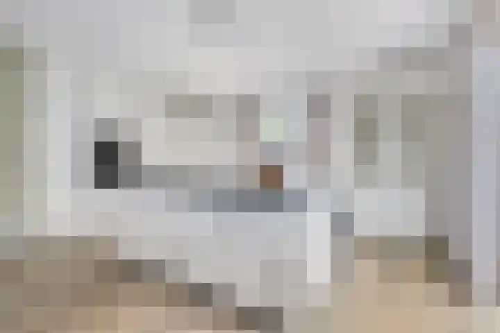 Piet Snoeijersstraat 26 Steenbergen thumbnail 6