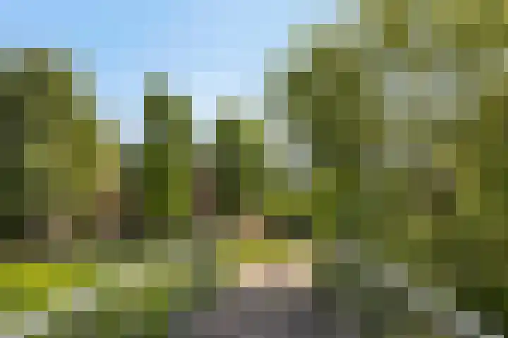 Pieter Belsstraat 56 Horst thumbnail 40