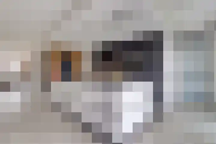 Pieter de Hoochlaan 5 Yerseke thumbnail 18