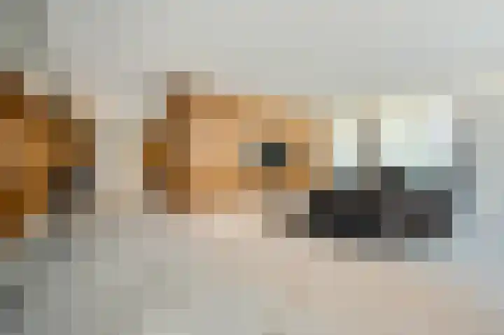 Pieter de Hoochstraat 11 B 1 Amsterdam thumbnail 8