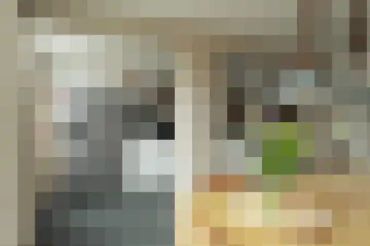Pieter de Hoochstraat 21 Ridderkerk thumbnail 13