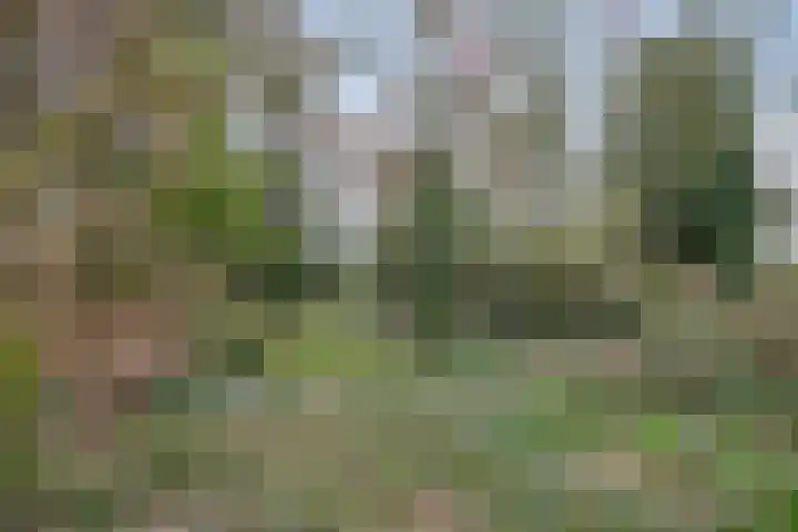 Pieter Litjensweg 1 Meterik thumbnail 49
