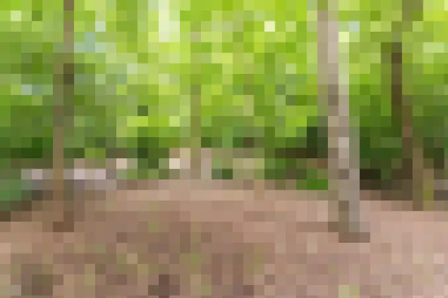 Pieter Theeuwenlaan 5 Heeze thumbnail 37