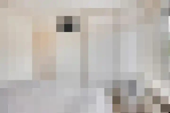 Pieter Zeemanstraat 19 Eindhoven thumbnail 19