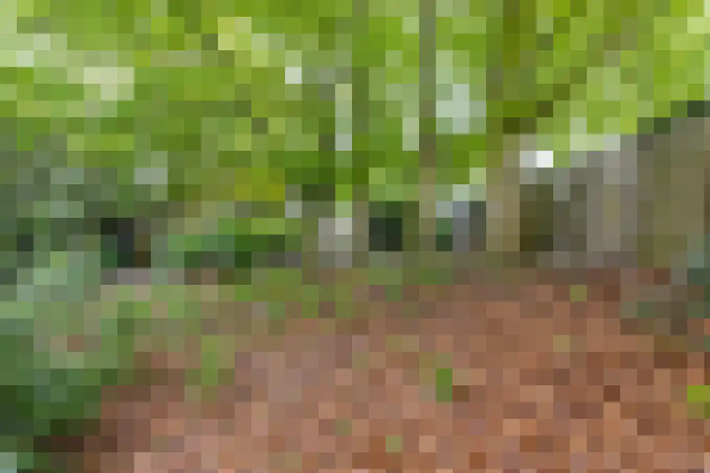 Pietersdijk 12 Kerkdriel thumbnail 52