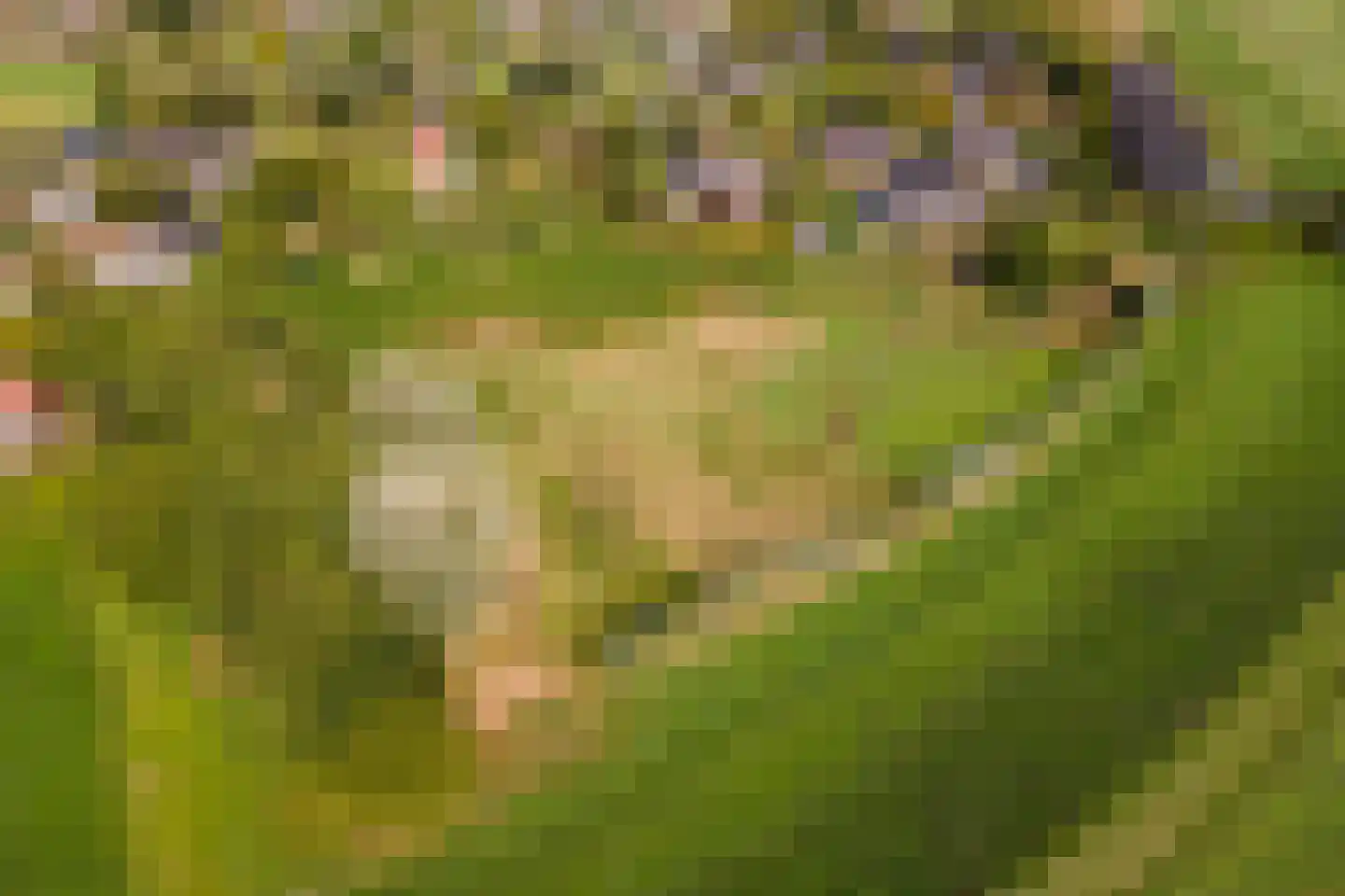 Pieterswaard Herwijnen thumbnail 6