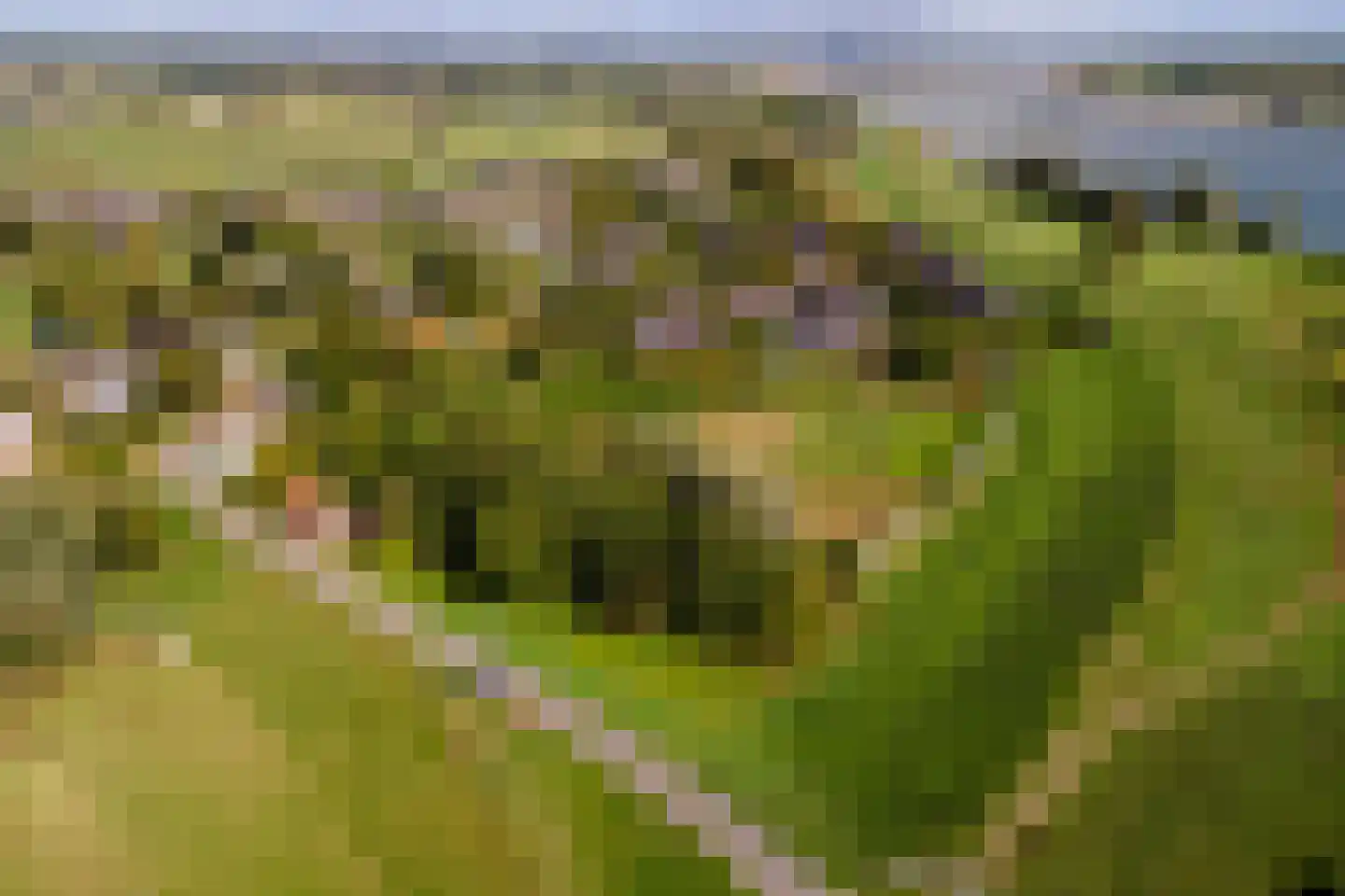 Pieterswaard Herwijnen thumbnail 9