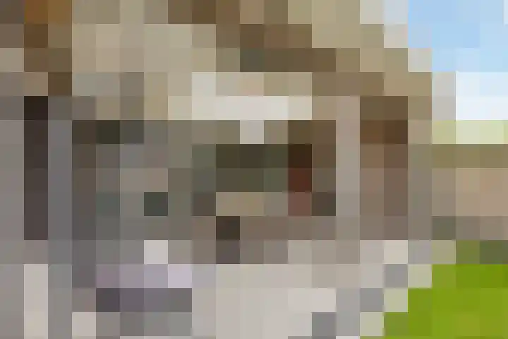 Pietjeshof 11 Maasbracht thumbnail 43