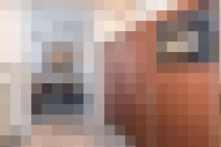 Pijlbrem 4 Brunssum thumbnail 20