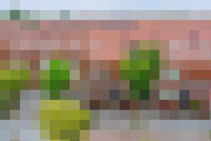 Pijlkruid 16 Elst thumbnail 33
