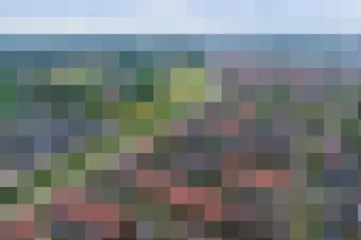 Pijlkruid 16 Elst thumbnail 35