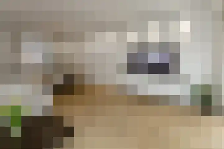 Pijlkruid 18 Elst thumbnail 11