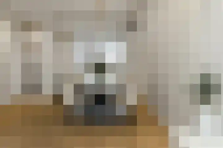 Pijlkruid 18 Elst thumbnail 12