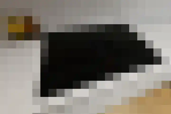 Pijlkruid 18 Elst thumbnail 21