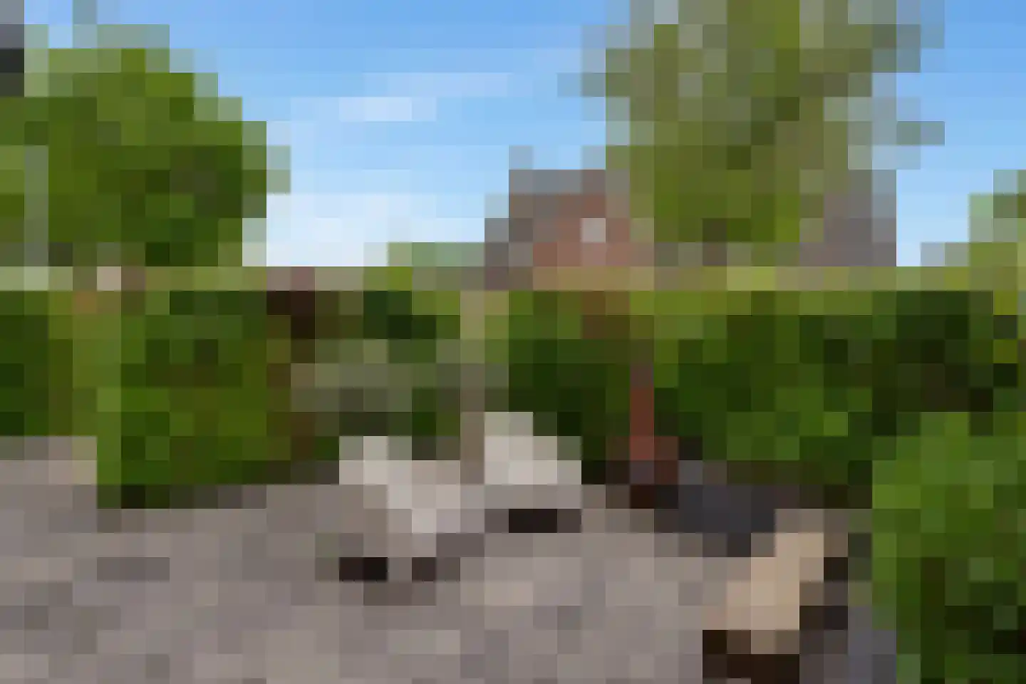 Pijlkruid 19 Elburg thumbnail 10