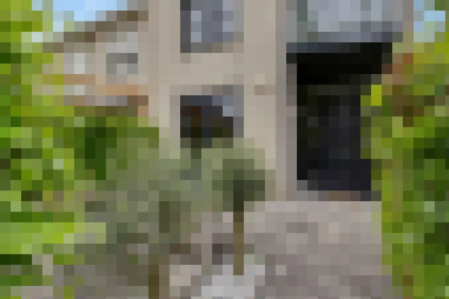 Pijlkruid 19 Elburg thumbnail 11