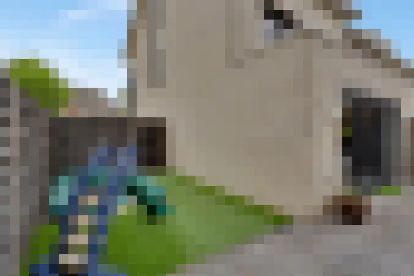 Pijlkruid 19 Elburg thumbnail 51