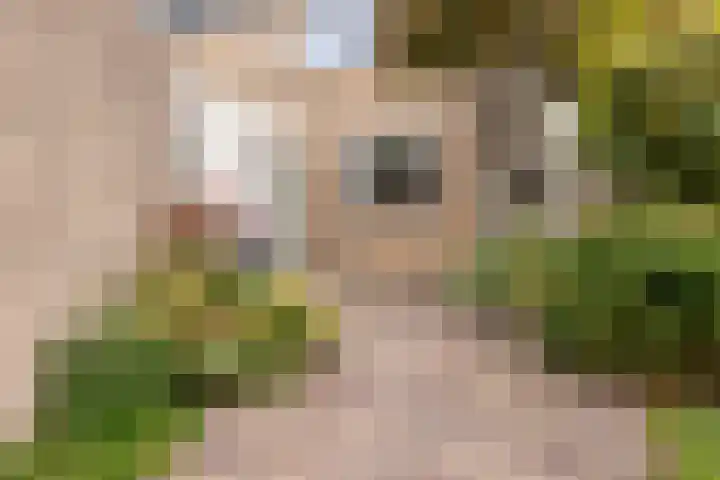 Pijlkruid 19 Moordrecht thumbnail 8