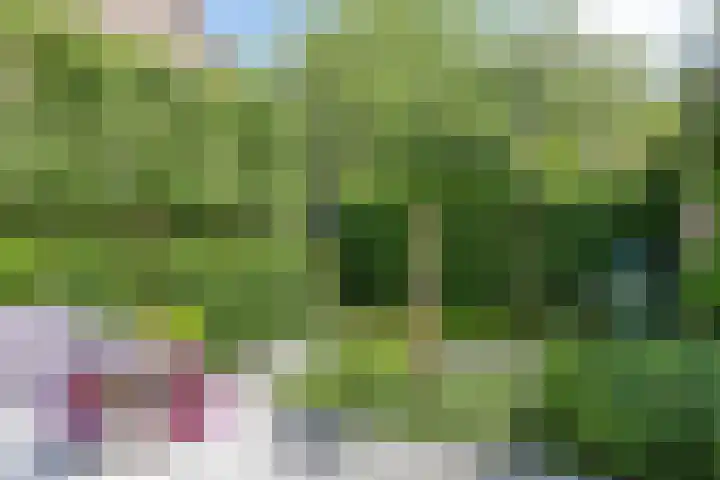 Pijlkruid 26 Kampen thumbnail 31