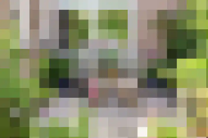 Pijlkruid 26 Kampen thumbnail 32