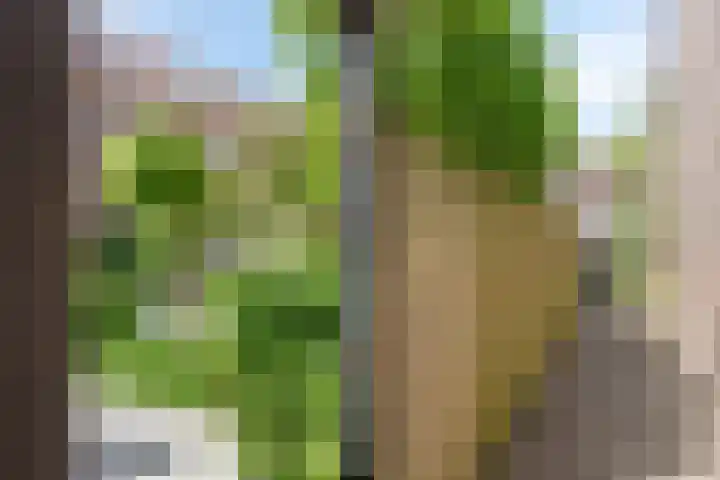 Pijlkruid 26 Kampen thumbnail 35