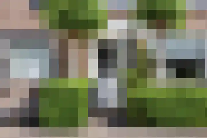 Pijlkruid 26 Kampen thumbnail 5