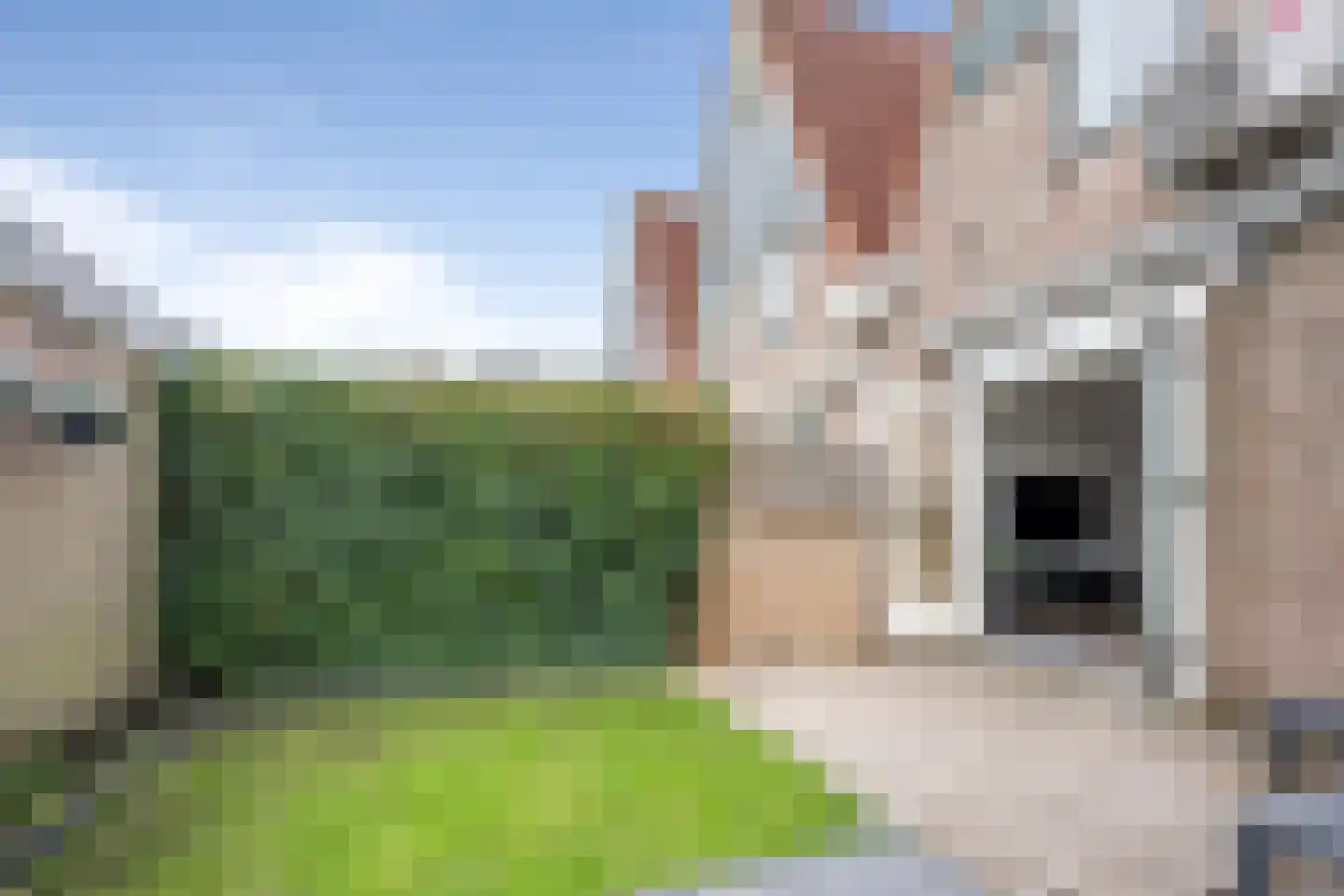 Pijlkruid 29 Velserbroek thumbnail 11
