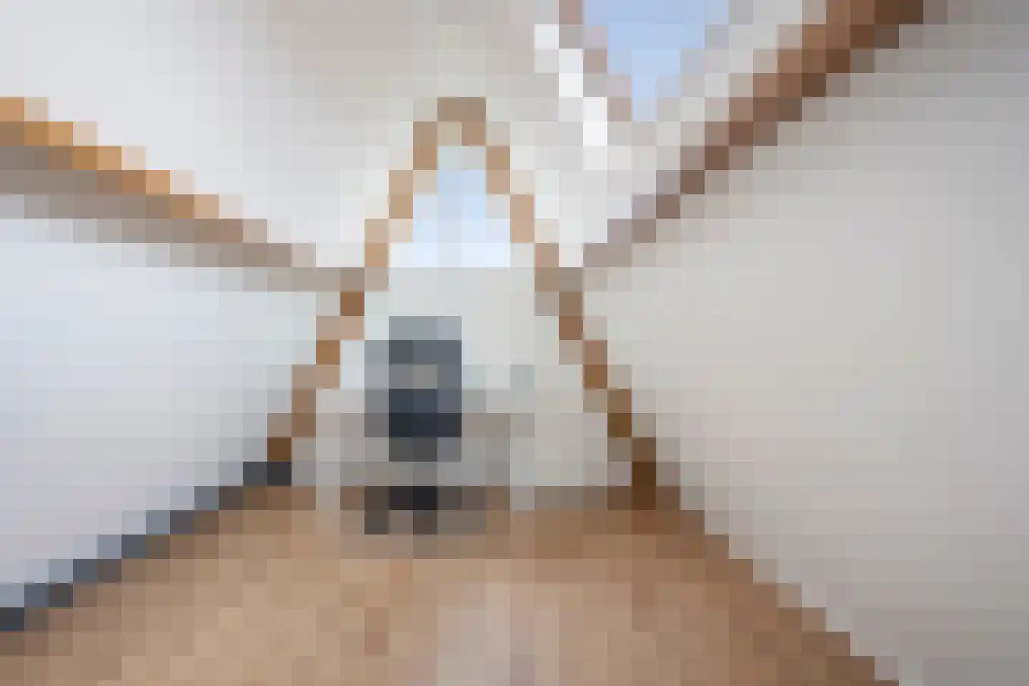 Pijlkruid 29 Velserbroek thumbnail 39