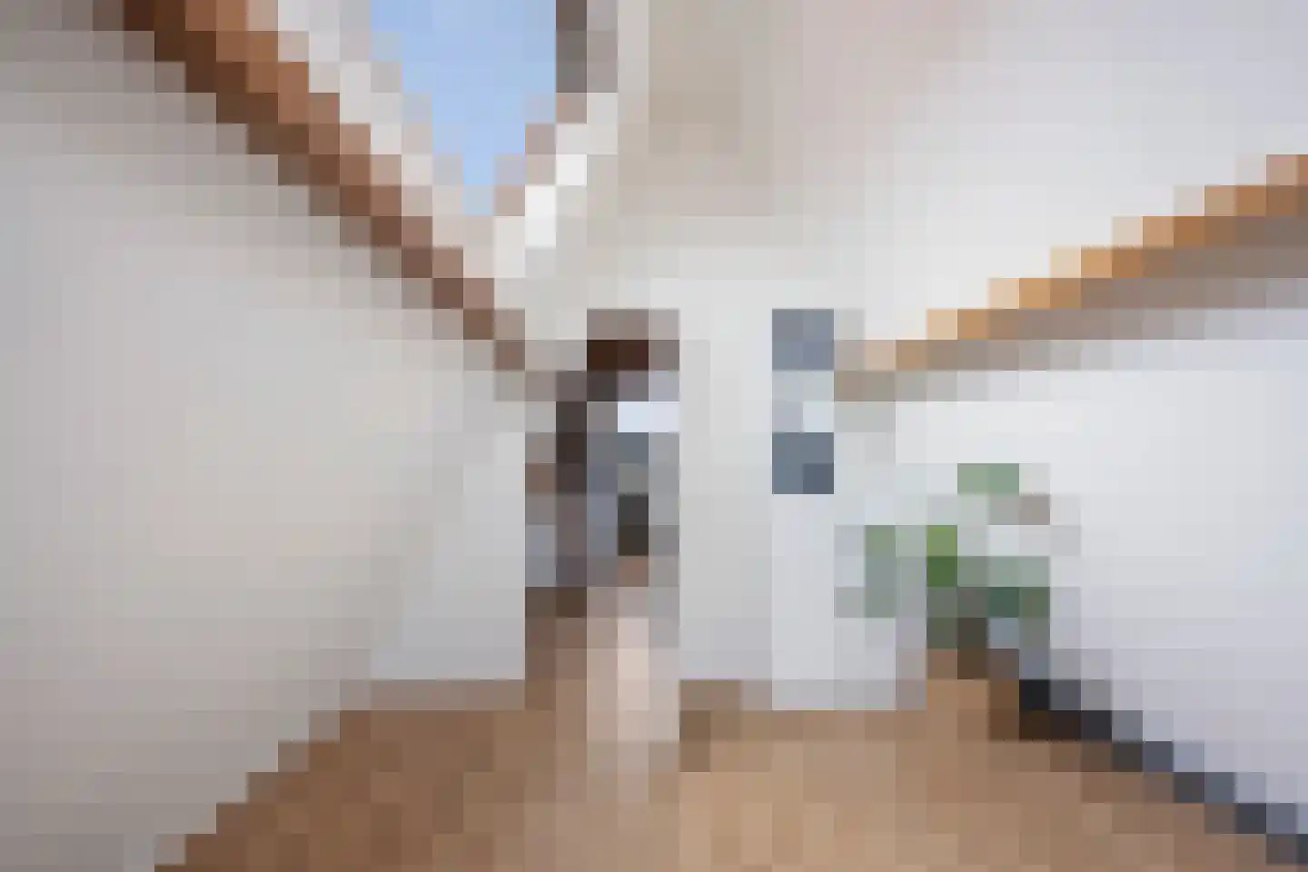 Pijlkruid 29 Velserbroek thumbnail 40