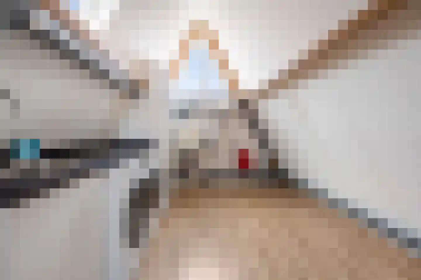 Pijlkruid 29 Velserbroek thumbnail 43