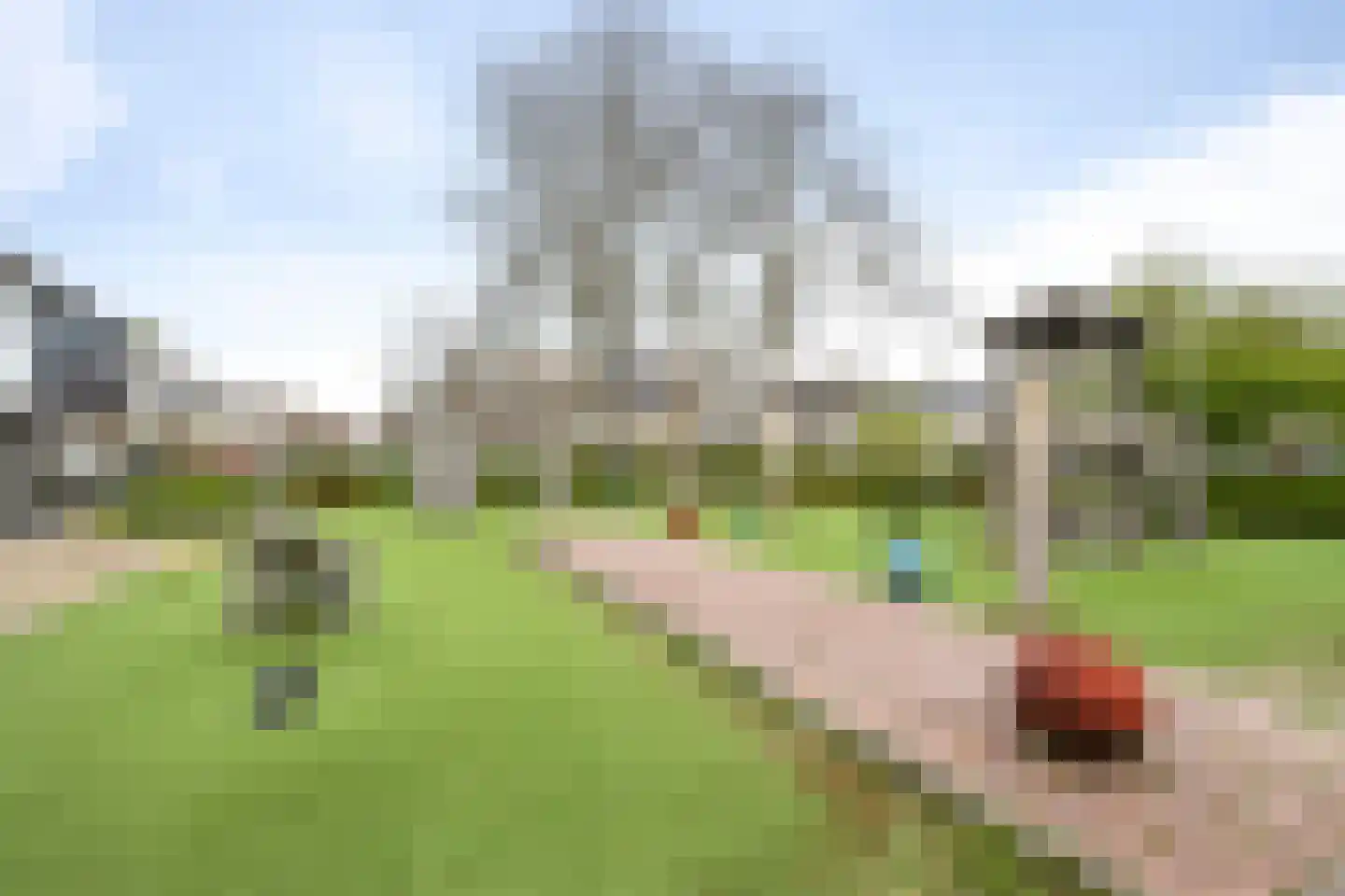 Pijlkruid 29 Velserbroek thumbnail 52