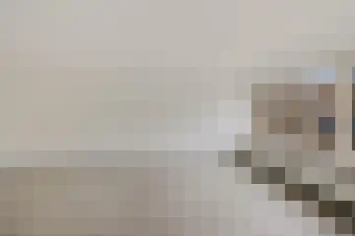Pijlkruid 3 Zuidhorn thumbnail 5