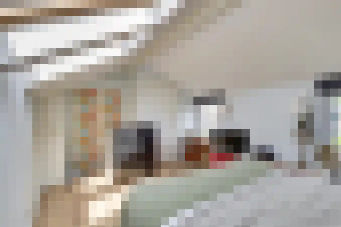Pijlkruid 4 Moordrecht thumbnail 23