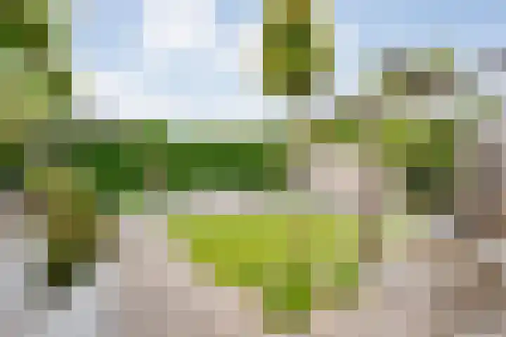 Pijlkruid 47 Nijverdal thumbnail 40