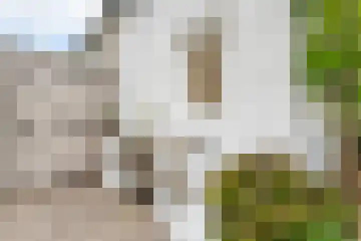Pijlkruid 47 Nijverdal thumbnail 42