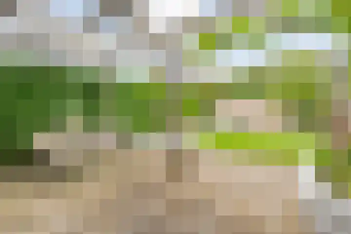 Pijlkruid 47 Nijverdal thumbnail 43